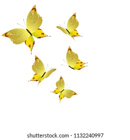 beautiful yellow butterflies, isolated on a white