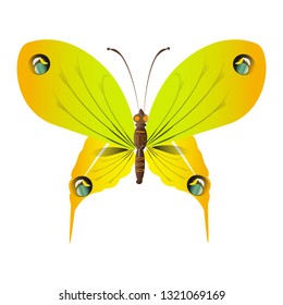 beautiful yellow butterflies, isolated on a white