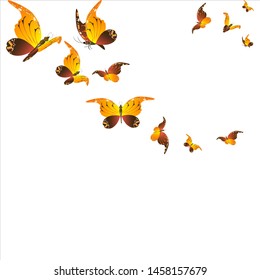 beautiful yellow butterflies, isolated on a white