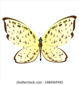 beautiful yellow butterflies, isolated on a white