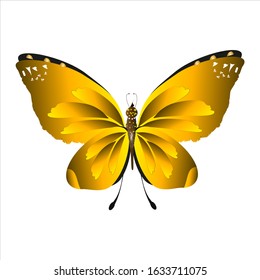 beautiful yellow butterflies, isolated on a white