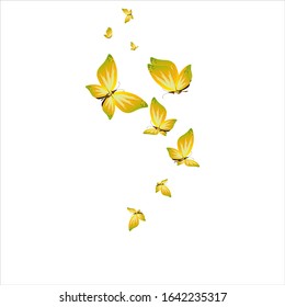beautiful yellow butterflies, isolated on a white