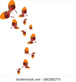 beautiful yellow butterflies, isolated on a white