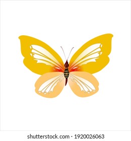 beautiful yellow butterflies, isolated on a white