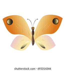 beautiful yellow butterflies, isolated on a white