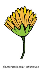 beautiful yellow chrysanthemum isolated on white background. for greeting cards and invitations of the wedding, birthday, Valentine's Day, mother's day and other seasonal holidays