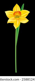 beautiful yellow daffodil vector illustration