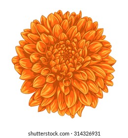 beautiful yellow dahlia isolated on white background. for greeting cards and invitations of the wedding, birthday, Valentine's Day, mother's day and other seasonal holidays