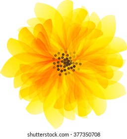 beautiful yellow daisy flower isolated. for greeting cards and invitations of wedding, birthday, mother's day and other seasonal holiday