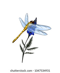 Beautiful yellow dragonfly isolated on white background sitting on a flower.