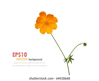 Hermosa ilustración vectorial de flor amarilla (Cosmos)