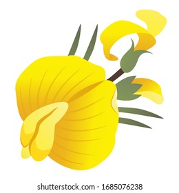 beautiful yellow flower honey bush