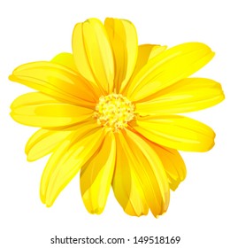 Beautiful yellow flower isolated on white background, vector illustration