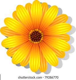 Beautiful yellow Gerber Daisy
