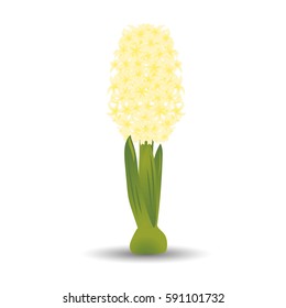 Beautiful yellow hyacinth with the effect of a watercolor drawing. Isolated flower on white background. Vector