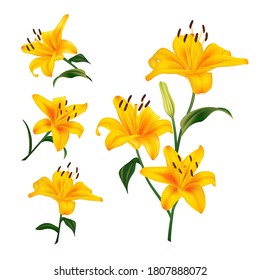 Beautiful yellow lily flowers. Realistic Elements for Labels of Cosmetic, Skin Care, Product Design.