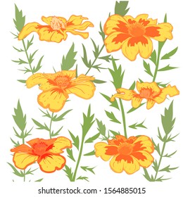 Beautiful yellow marigolds with green leaves, in a realistic style, isolated on a white background. For textile design, greeting cards, prints on clothes. Vector