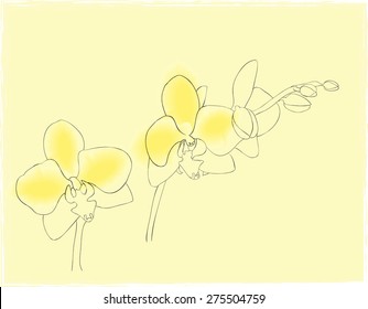 Beautiful yellow orchids
