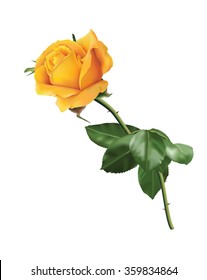 Beautiful yellow rose isolated on the white background.