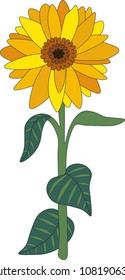 beautiful yellow sunflower