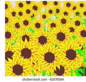   beautiful yellow Sunflower
