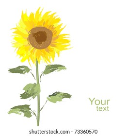 beautiful yellow Sunflower