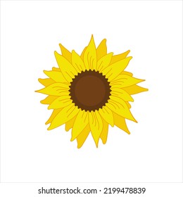 beautiful yellow sunflower bloom vector illustration,isolated on white background