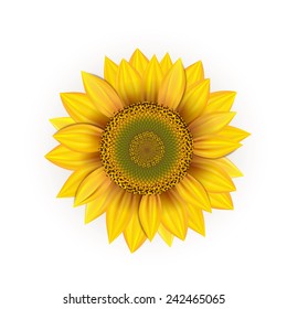 Beautiful, yellow sunflower on a white background
