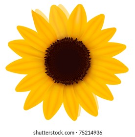 Beautiful yellow Sunflower. Vector illustration