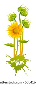 beautiful yellow Sunflowers