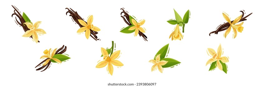 Beautiful Yellow Vanilla Flower and Dry Sticks Vector Set