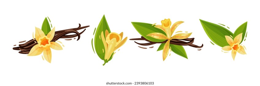 Beautiful Yellow Vanilla Flower and Dry Sticks Vector Set