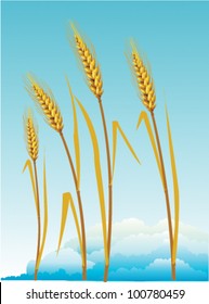 Beautiful yellow wheat