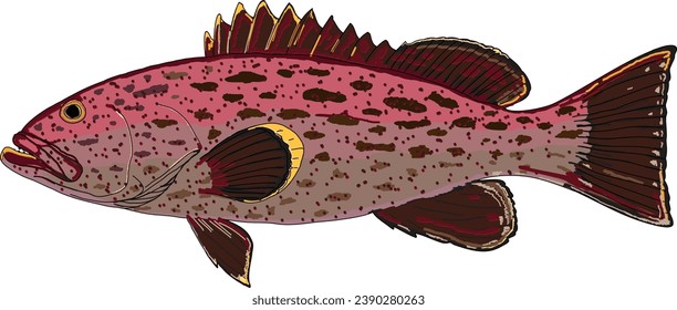 A beautiful Yellowfin Grouper fish