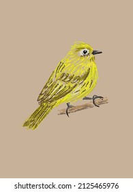 Beautiful yellowish flycatcher  cobweb bird drawn by hand in vector   isolated craft background  Imitation color pencil sketch in realistic style  page from bird  watching sketchbook