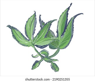 Beautiful young shoots of the hop plant. Sprout top view. Illustration on a white background.