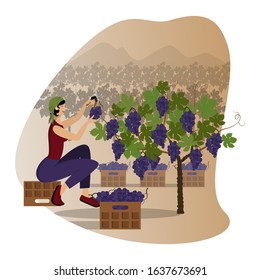 Beautiful young woman in kerchief is harvesting black  grape using the pruning shear sitting on a box against the backdrop of vineyards and mountains. Stage of the wine production. Flat cartoon vector