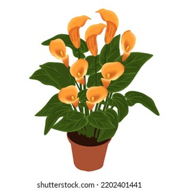 a beautifull calla lily plant illustration 