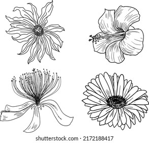 BEAUTIFULL FLOWERS  FLORA  BLOOMS COLLECTION 