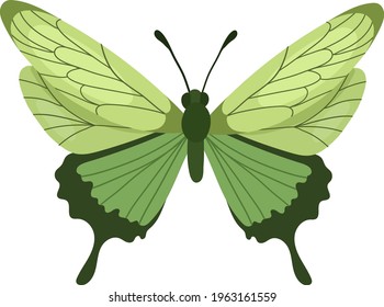 Beautifull green cartoon butterfly Vector