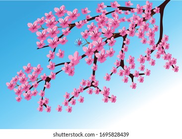 Beautifull Sakura cherry blossom branch with the blue sky isolated for background illustration and image