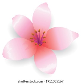 Beautifully bloomed cherry flower -also called 'sakura' in Japan- isolated over white background