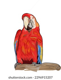beautifully colored bird character vector