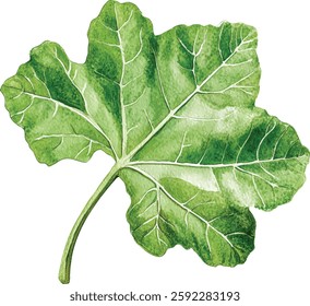 A beautifully crafted Elegant Watercolor vector illustrations Fig Leaf Illustration that captures natures essence
