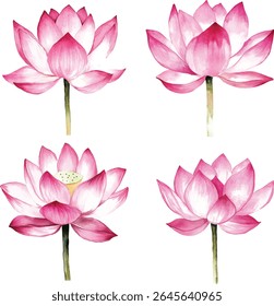 Um vetor aquarela lindamente criado ilustrações mostrando uma flor de lótus acompanhado por um botão
