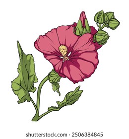 A beautifully detailed illustration of a pink flowering plant with vibrant petals and luscious green leaves.