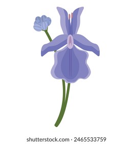 Beautifully detailed illustration of a single blue iris flower on a white background