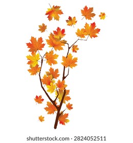 A beautifully detailed vector illustration featuring a slender tree branch adorned with vibrant autumn maple leaves in rich shades of orange, yellow, and red. The elegant botanical design captures the essence of the shifting seasons, showing loose leaves caught in a gentle breeze as they scatter and float away against a clean white backdrop. This high-quality seasonal graphic asset is perfect for creating warm Thanksgiving greeting cards, autumn sales promotional banners, cozy home decor prints, and rustic event invitations.#AutumnLeaves #MapleBranch #FallFoliage #SeasonalVector #ThanksgivingDesign #AutumnVibes #BotanicalIllustration #GraphicDesignAsset #OctoberAesthetic #NatureVector Art