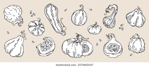 A beautifully handdrawn and carefully crafted assortment of decorative gourds and squash