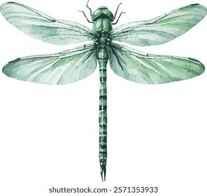 A beautifully hand-painted watercolor illustration of a green dragonfly isolated on a clean white background.